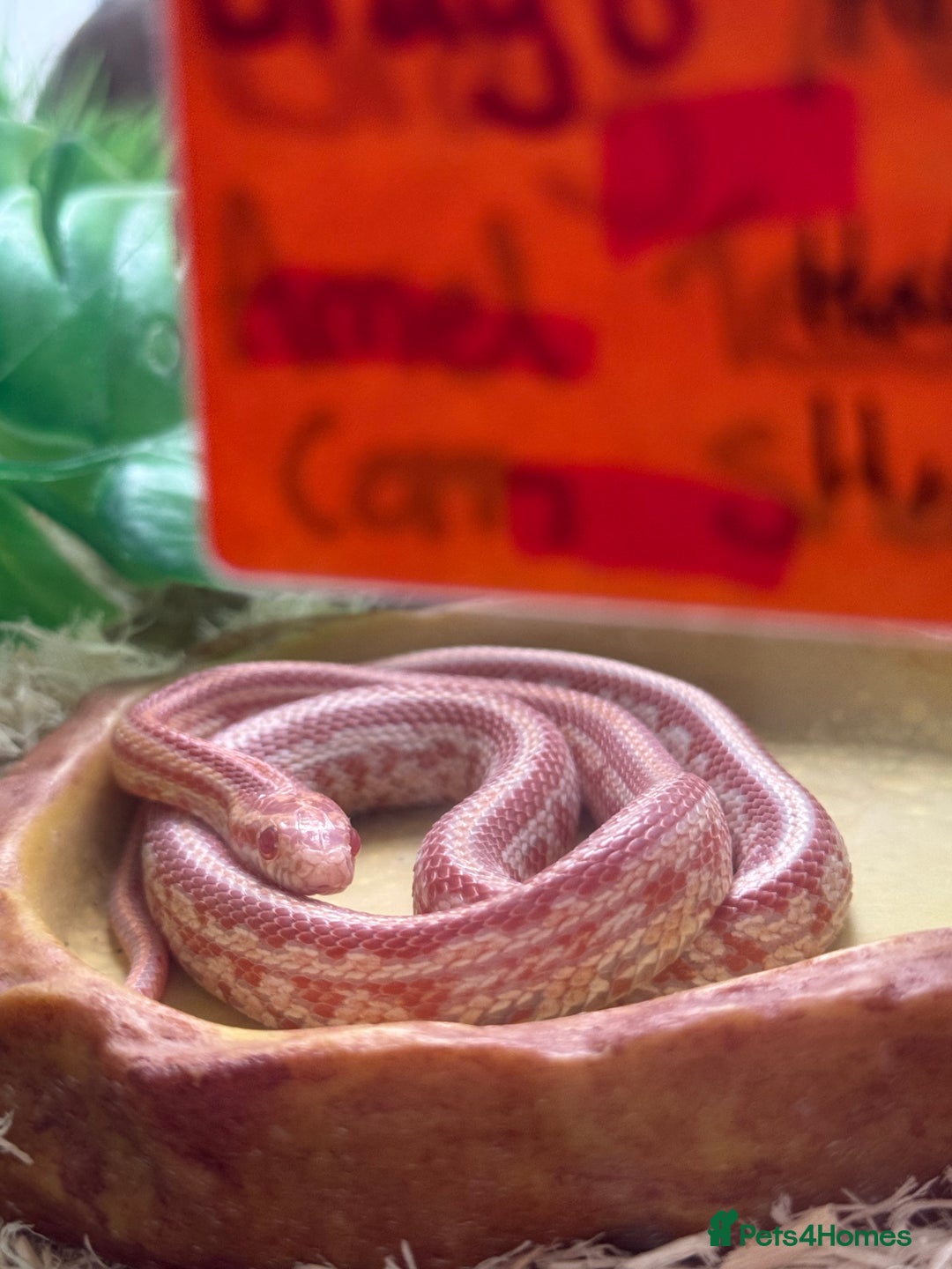 Snake reptiles for sale: Multiple snakes for sale corns and sand boas  - Image 1