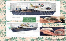 Rat rodents for sale: Baby dwarf rats  - Image 14