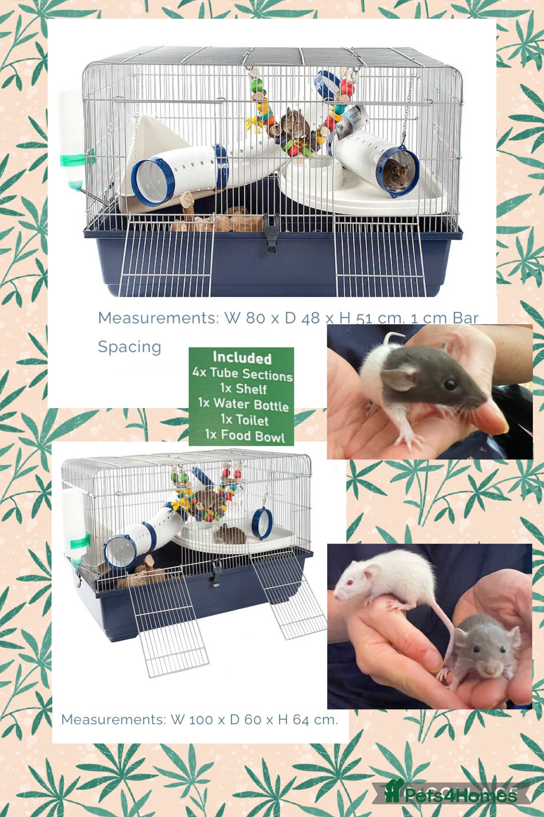 Rat rodents for sale: Baby dwarf rats  - Image 14