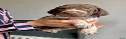 German Shorthaired Pointer dogs for sale: KC Registered German Shorthaired Pointer Puppies - Advert 14