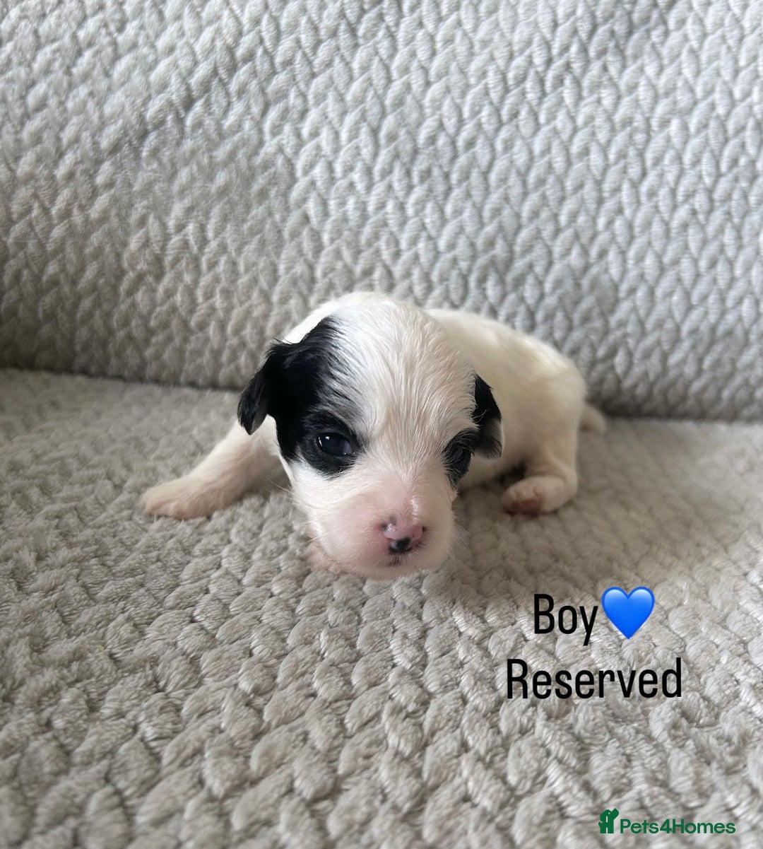 Shihpoo dogs for sale: Gorgeous Toy Shihpoo puppies - Image 21