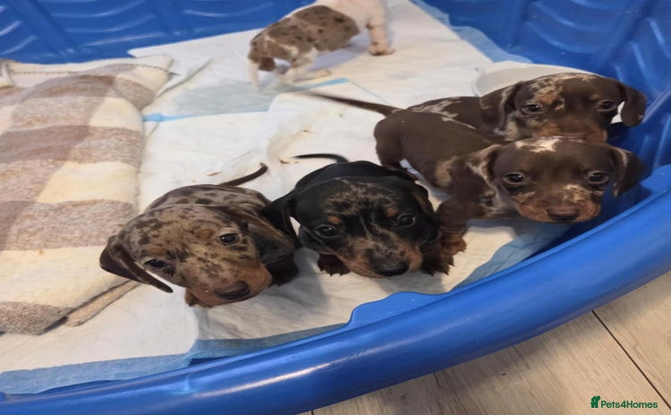 Miniature Dachshund dogs - Advert 8