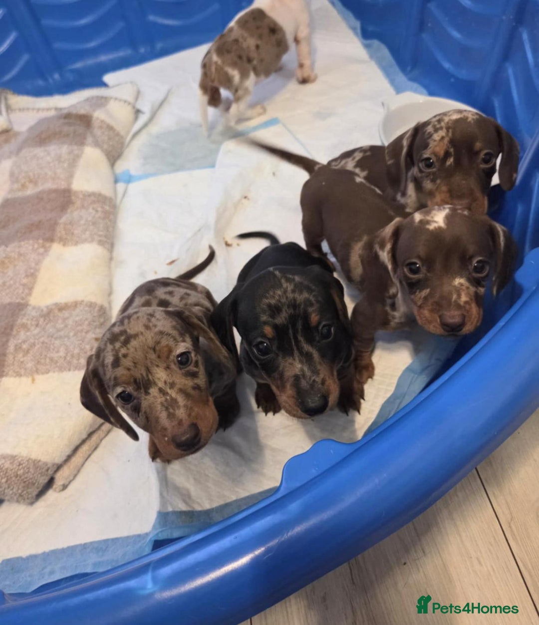 Miniature Dachshund dogs for sale: Miniature dachshund puppies - Image 1