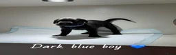 Cane Corso dogs for sale: CANE CORSO PUPPIES. 🐾🐾VIEWINGS NOW WELCOME🐾🐾 - Advert 20