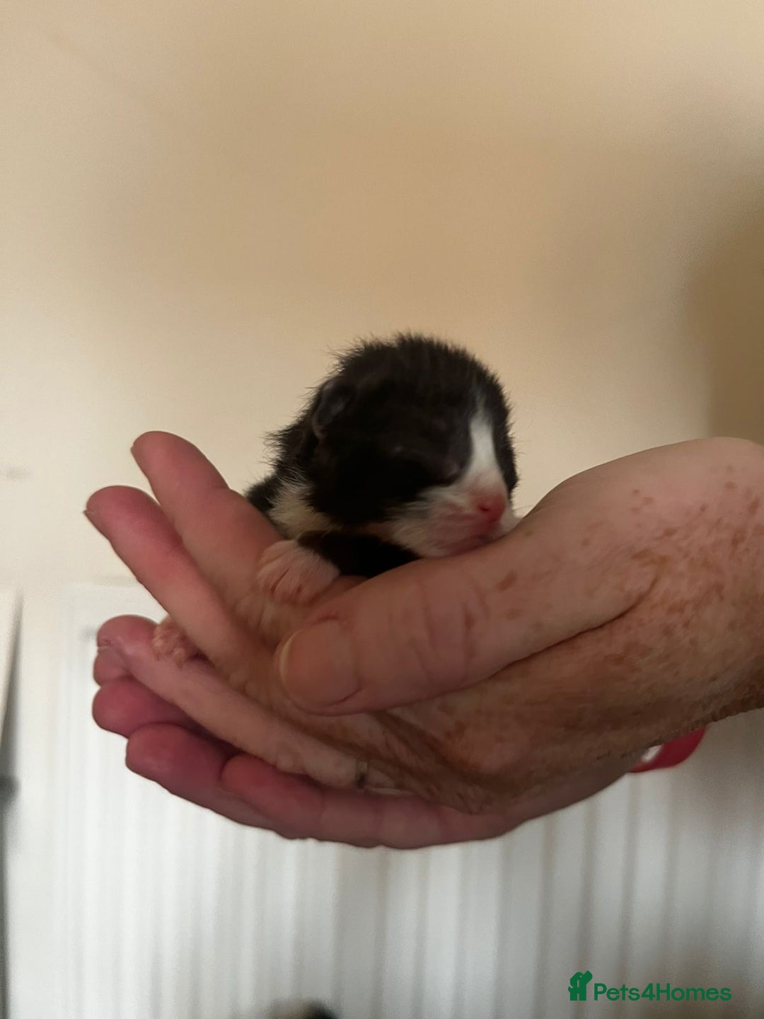 British Longhair cats for sale: 💕 Beautiful litter of BLH Kittens 💕 - Image 5