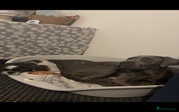 Cane Corso dogs for sale: Cane Corso puppy - Image 3