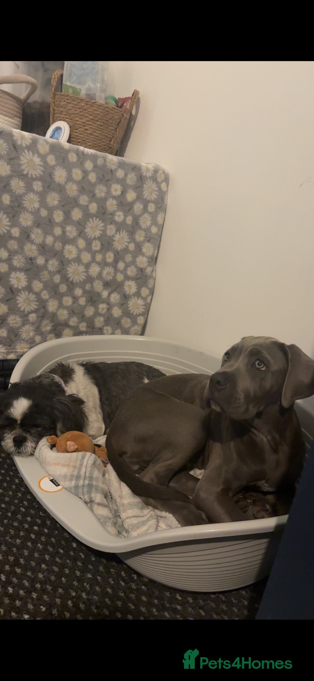 Cane Corso dogs for sale: Cane Corso puppy - Image 3