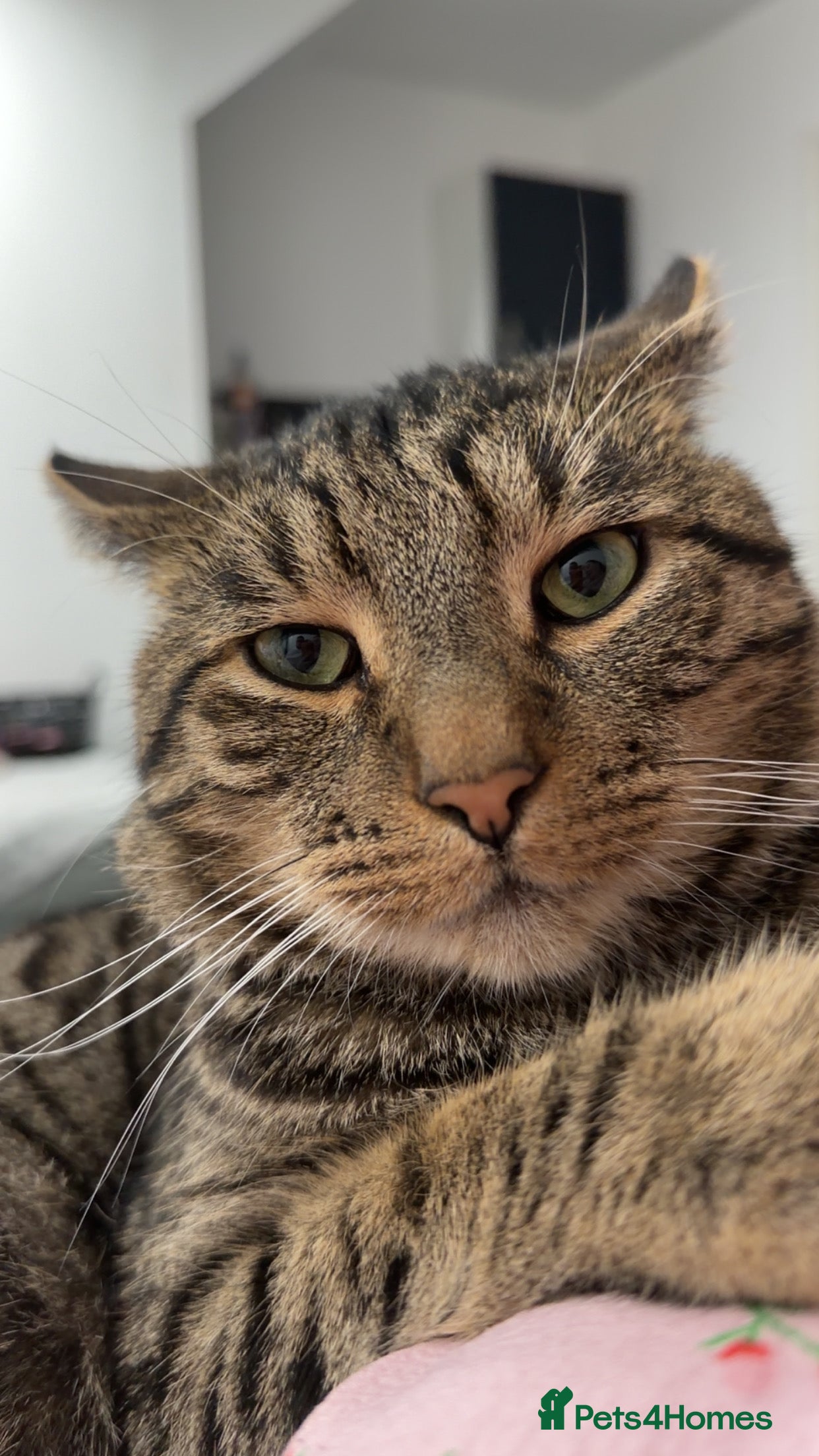 Mixed Breed cats Gorgeous boy he needs a loving home  - Advert 1