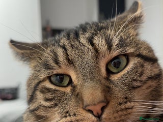 Mixed Breed cats Gorgeous boy he needs a loving home - Advert 1