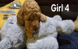 Cockapoo dogs for sale: Adorable cockapoo  - Image 4