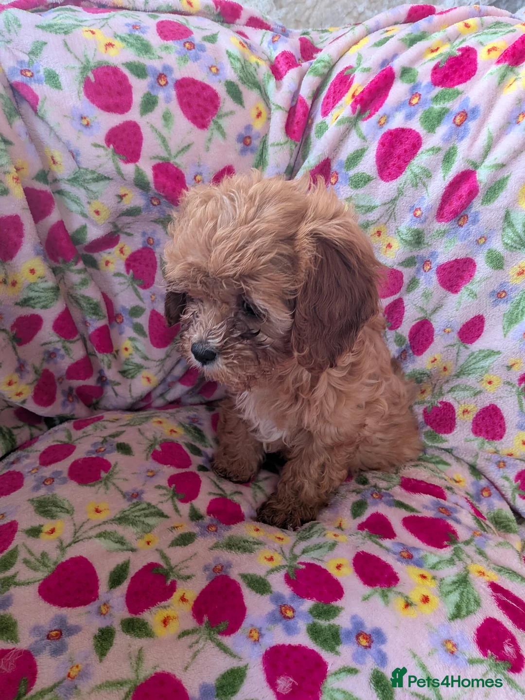 Cavapoo dogs for sale: 🌟 Stunning F1 cavapoo puppies 🌟 - Advert 8