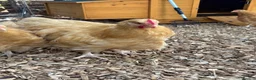 Chickens poultry for sale: Buff Orpington cockerel  in Darlington - Advert 3