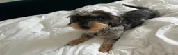Dachshund dogs for sale: Meet Our Adorable Wire-haired Dachshund Puppies!  in Morpeth - Advert 13