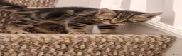 Mixed Breed cats for sale: Beautiful Kittens Ready for Their Forever Homes in Stirling - Advert 1