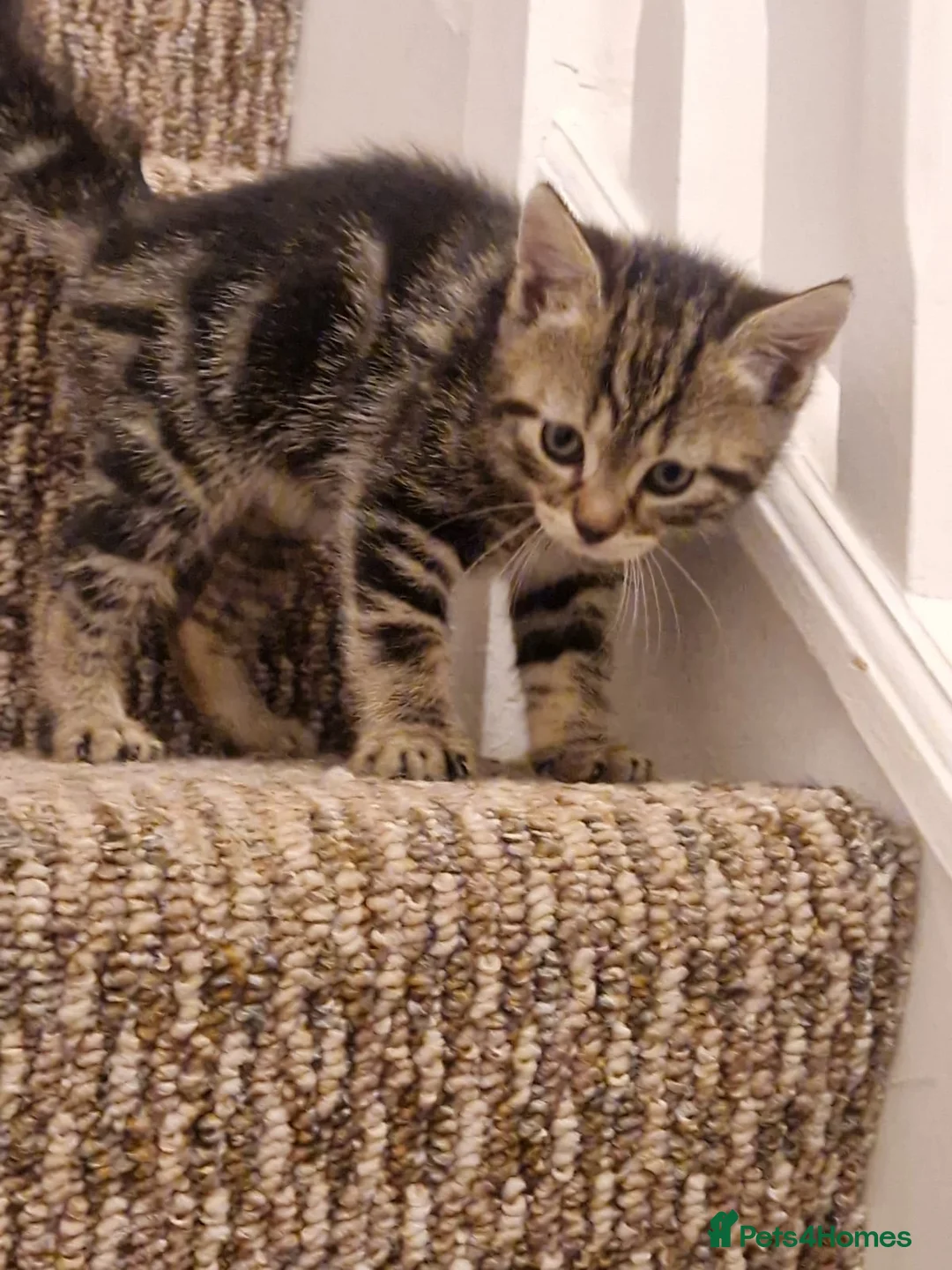 Mixed Breed cats for sale: Beautiful Kittens Ready for Their Forever Homes in Stirling - Advert 1