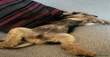 Mixed Breed dogs Border Terrier x Jack Russell - Advert 6