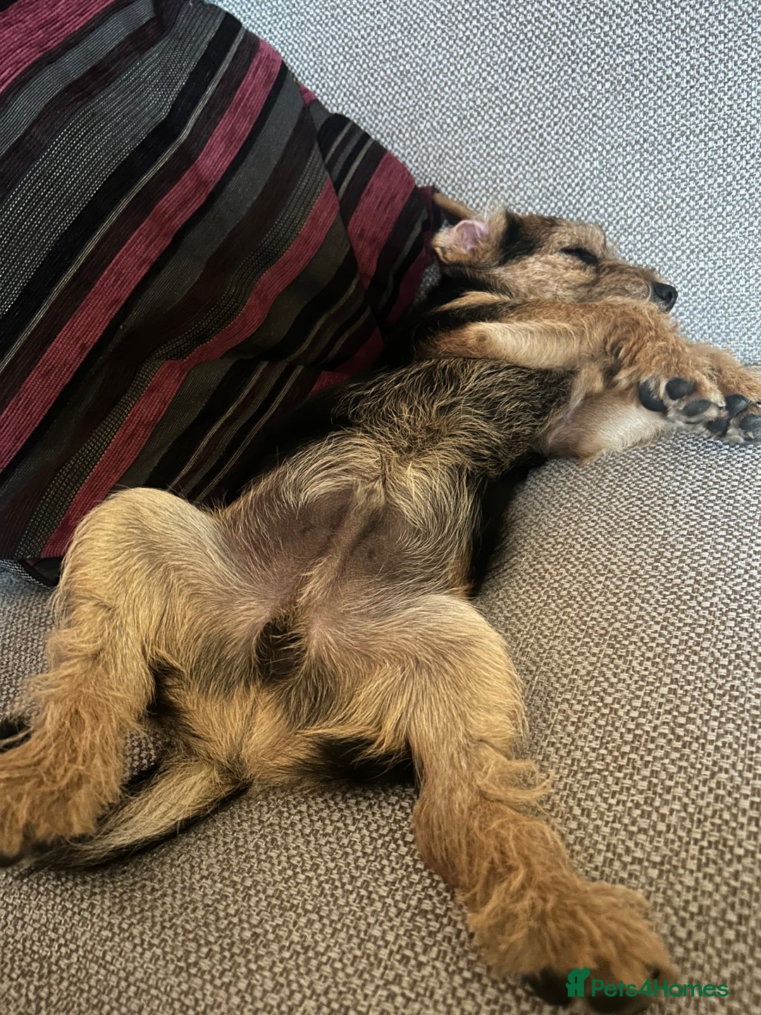 Mixed Breed dogs for sale: Border Terrier x Jack Russell - Advert 3