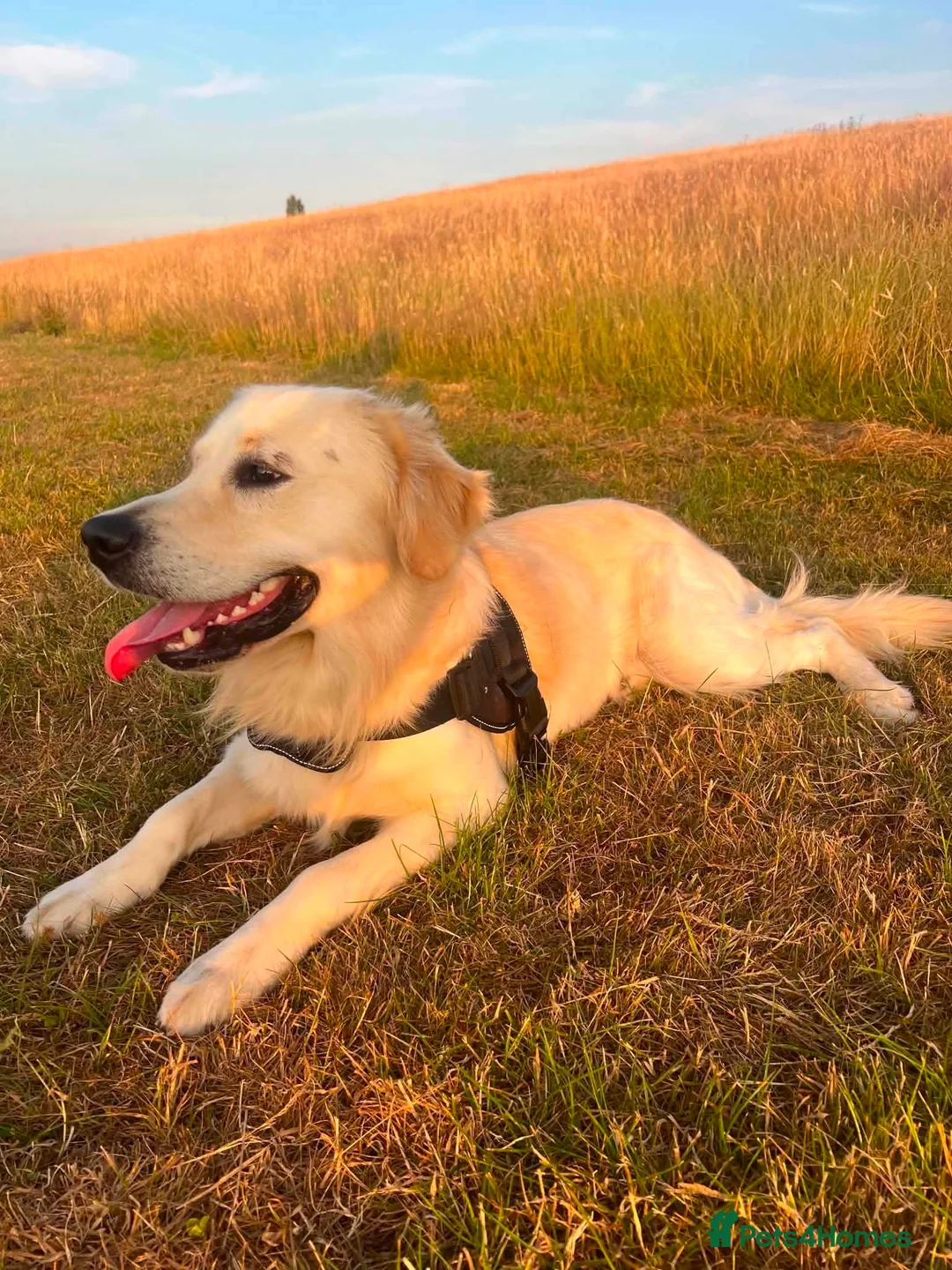 Golden Retriever dogs for stud: KC Registered Golden Retriever For Stud - Advert 1