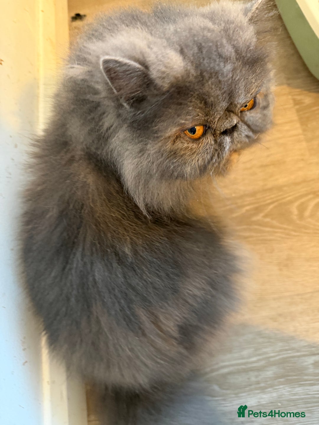 Persian cats for sale:  Persian Queen-Active. American Bloodlines, GCCF. - Advert 5