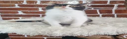 British Shorthair cats for sale: Tica Reg British Shorthair kittens Champion Lines - Advert 19