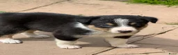Border Collie dogs for sale: Border collie pups ready to leave now - Advert 33
