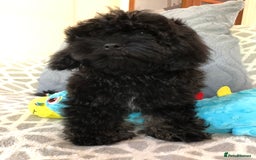 Shihpoo dogs for sale: shihpoo puppies for sale  - Image 9