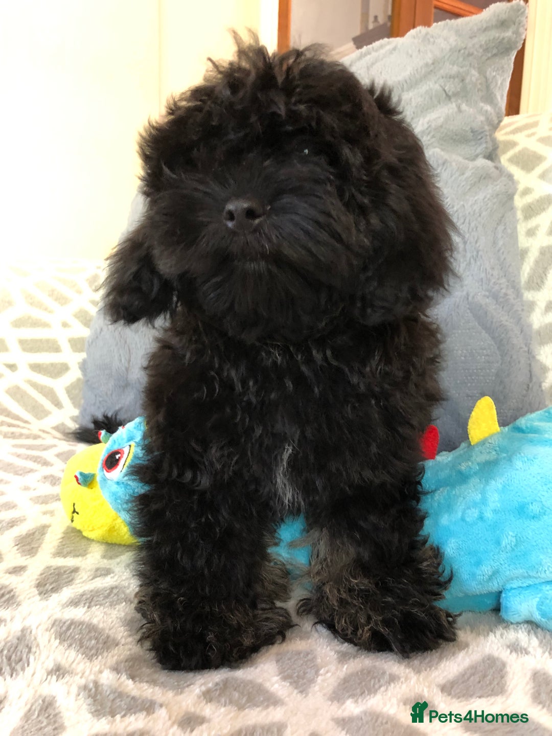 Shihpoo dogs for sale: shihpoo puppies for sale  - Image 9