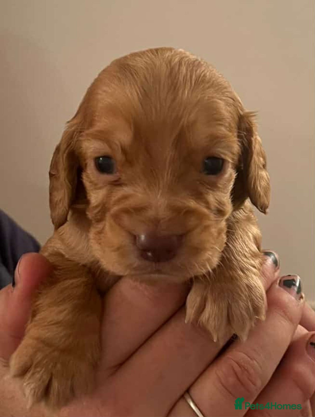 Cocker Spaniel dogs for sale: Gorgeous Health Tested Working Cocker Spaniels - Image 9