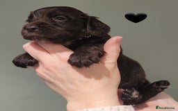 Cocker Spaniel dogs for sale: Litter of 7 - Image 11