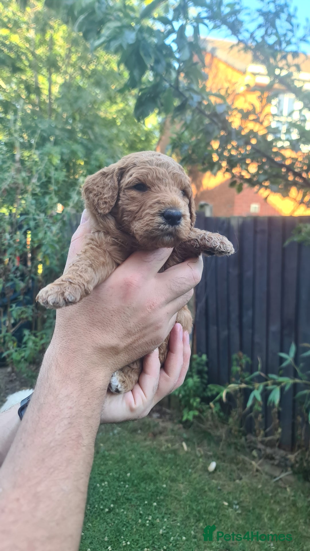 Goldendoodle dogs for sale: 🐾 Adorable Standard Goldendoodle Puppies 🐾 - Image 34