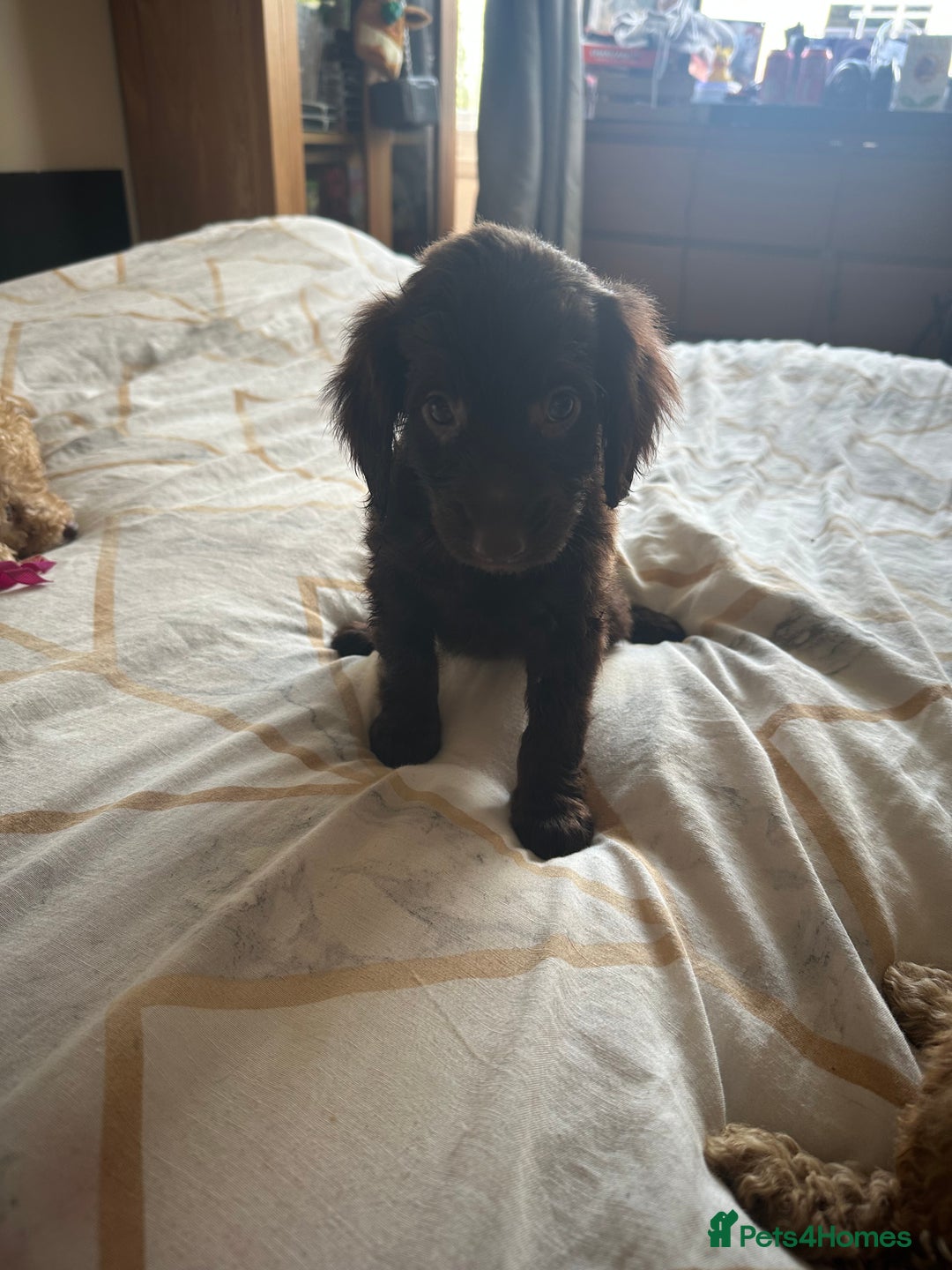 Cockapoo dogs for sale: Reduced F3 Cockapoo READY to leave 21st July  - Image 16