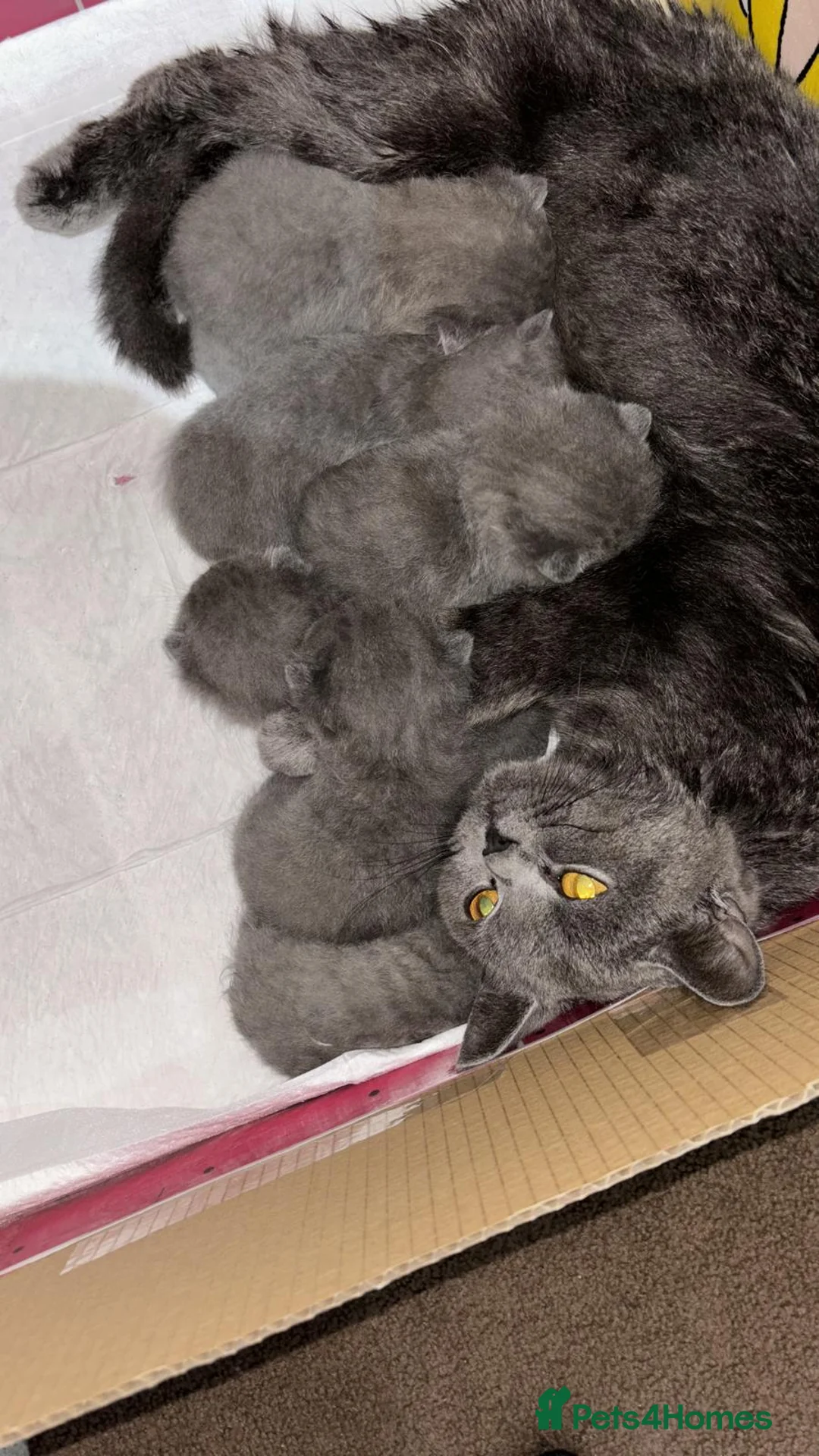 British Shorthair cats for sale: 🐾 Beautiful British Shorthair Kittens Available - Advert 2