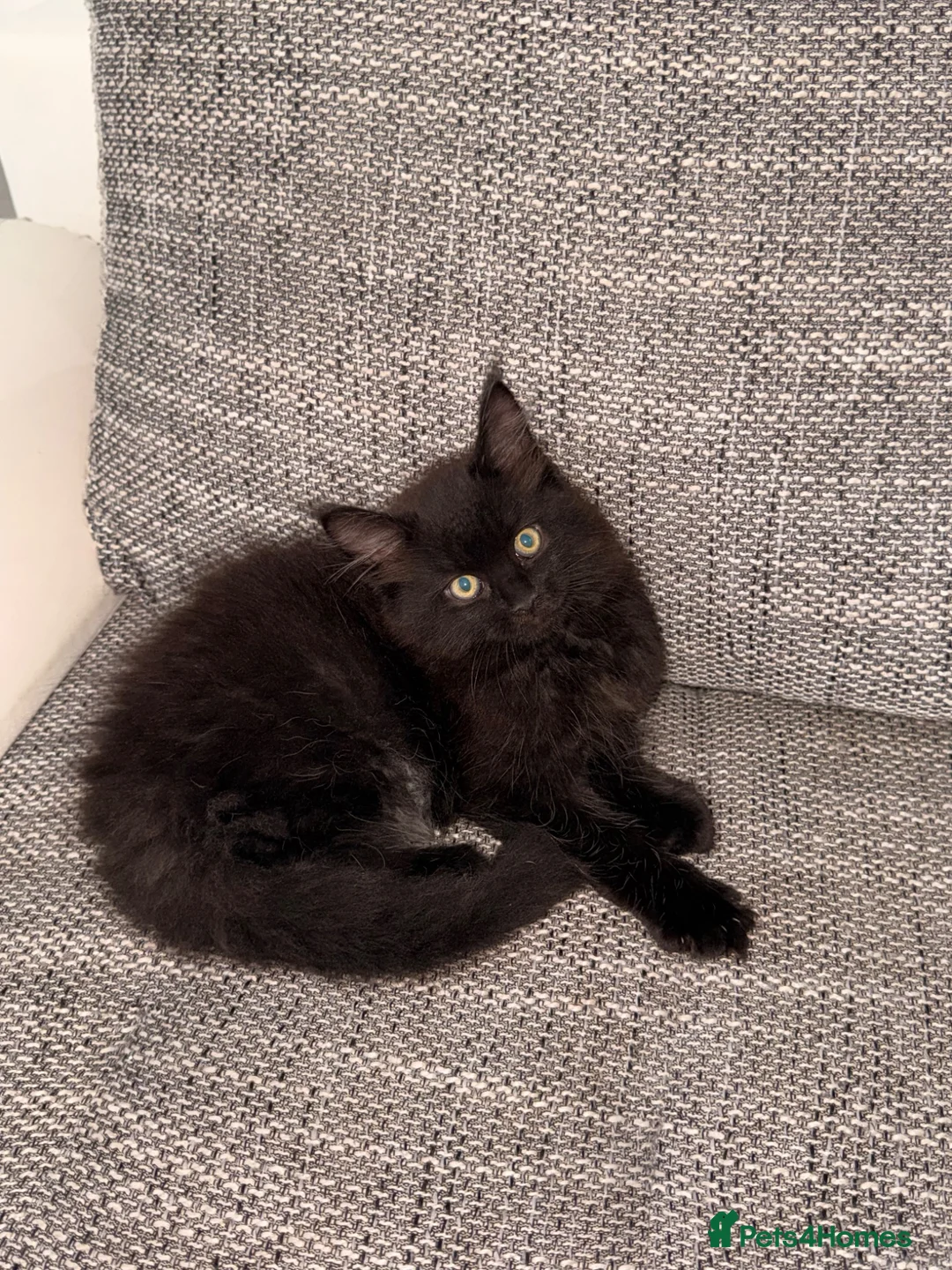 Maine Coon cats for sale: 🐈‍⬛ Maine Coon Kittens 2 Girls Left 🐈‍⬛ - Advert 2