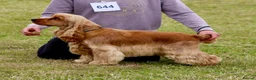 Cocker Spaniel dogs for stud: Gorgeous Golden KC Show Cocker for stud - Advert 5
