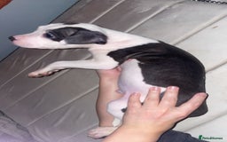 American Bulldog dogs for sale: 2 boys left  - Image 3