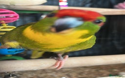 Parrots birds for sale: Girl kakariki  - Image 6