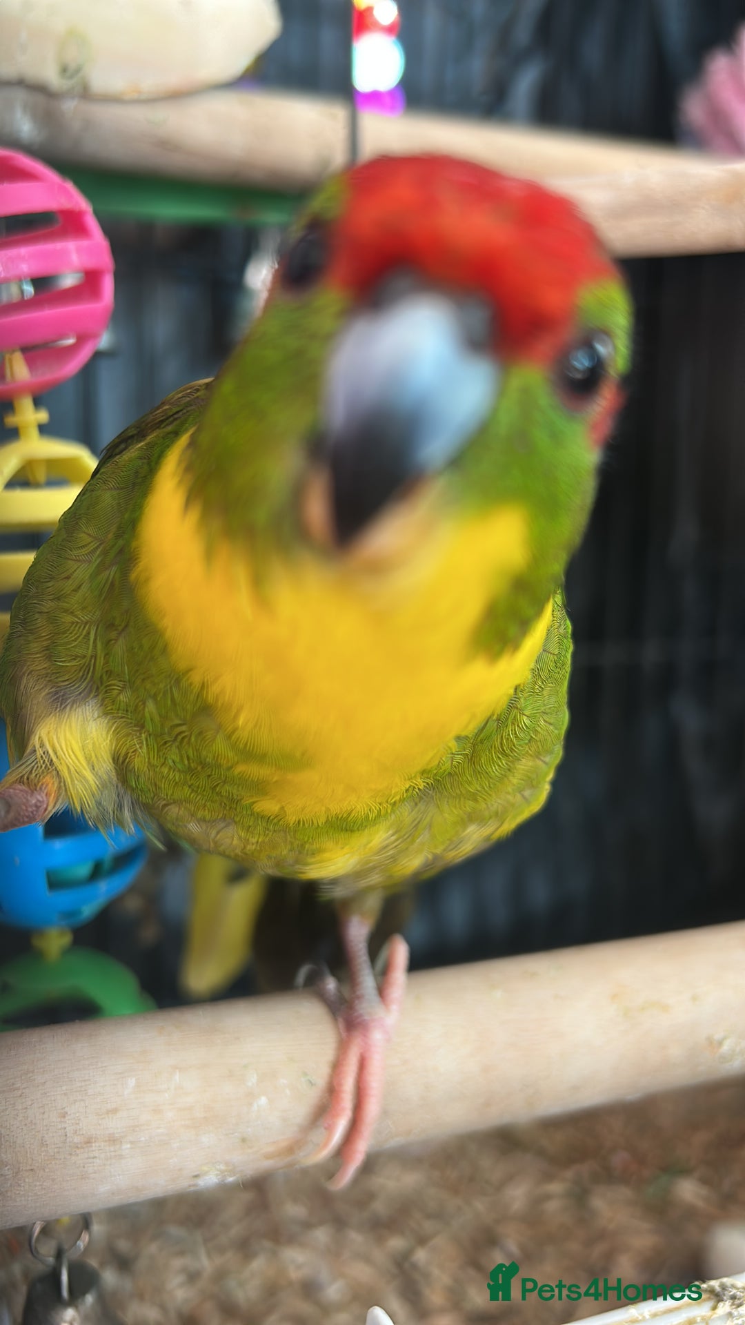 Parrots birds for sale: Girl kakariki  - Image 6