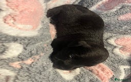 Miniature Schnauzer dogs for sale: Beautiful KC miniature Schnauzers  - Advert 5