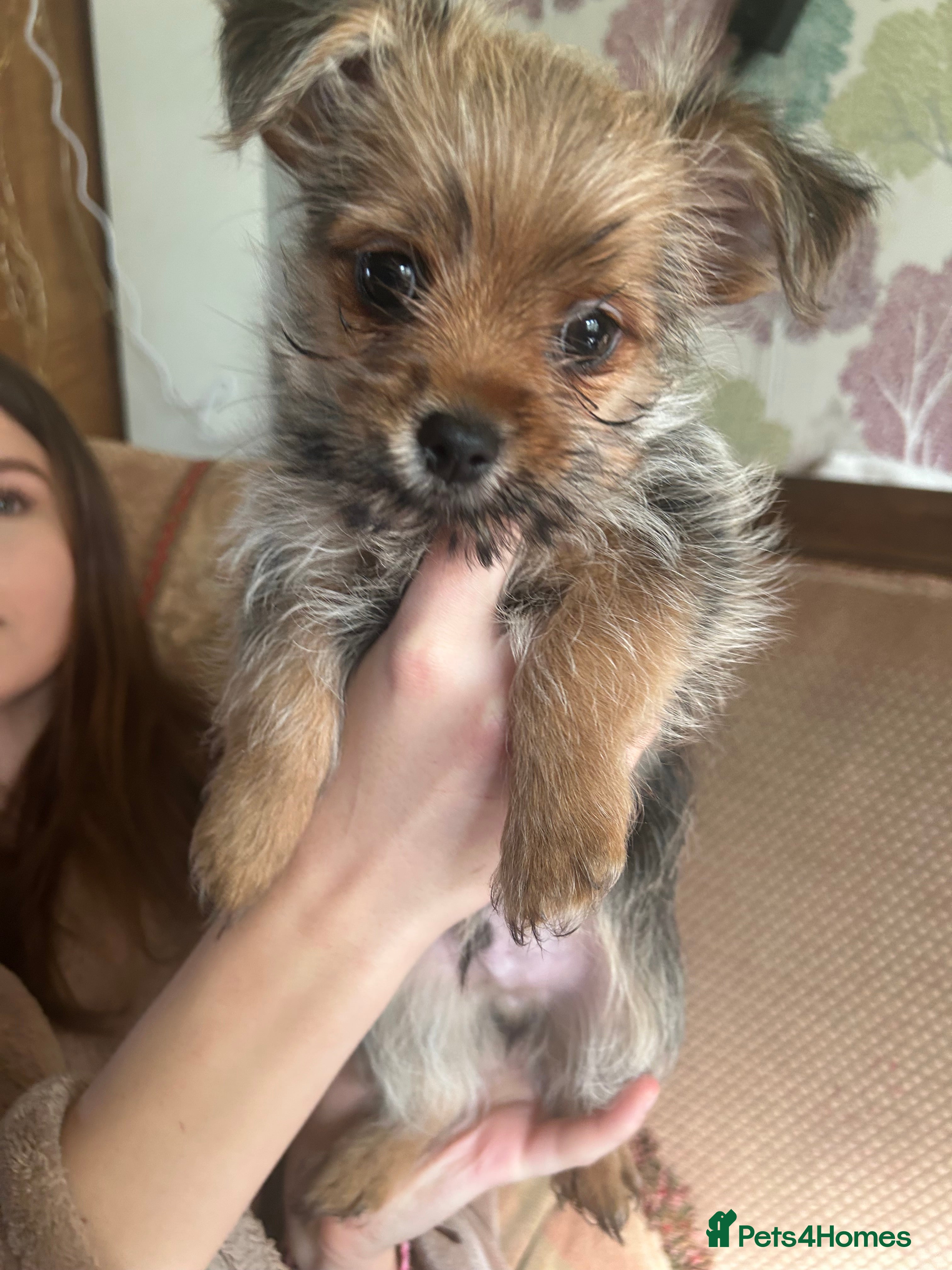 Mixed Breed dogs 4 tiny Pomeranian Yorkies puppies 9 week old - Advert 1