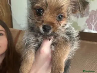 Mixed Breed dogs 4 tiny Pomeranian Yorkies puppies 9 week old - Advert 1