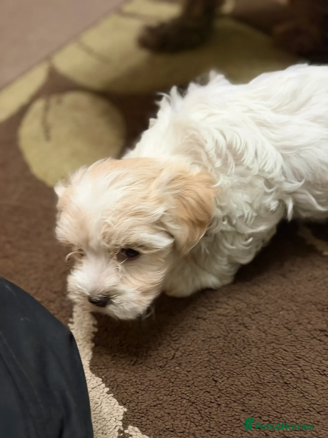 Mixed Breed dogs for sale: 🐾🐾🐾Maltipoo Puppies 🐾🐾🐾 - Advert 8