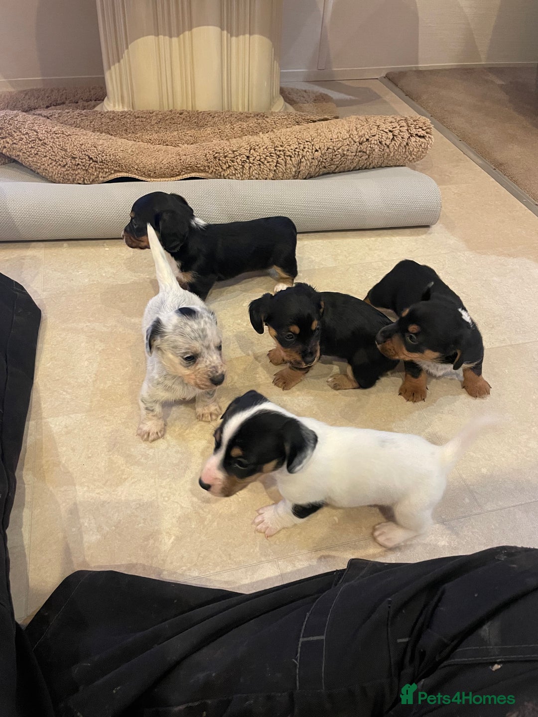Mixed Breed dogs for sale: Sealyham terrier cross jack russel terrier  - Advert 3