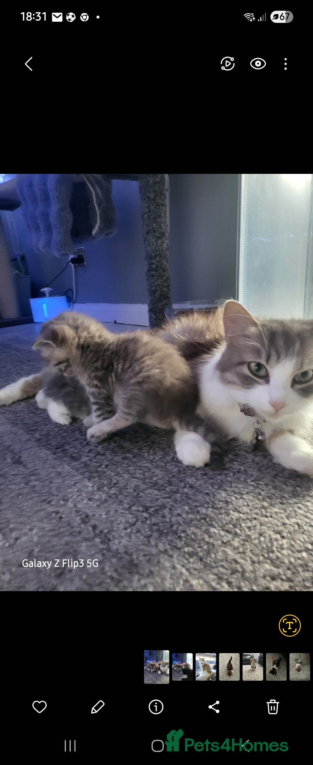 Domestic Shorthair cats for sale: Grey tabbie - Image 3