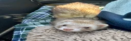 Ferret rodents for sale: Beautiful semi angora cinnamon ferret - Advert 8