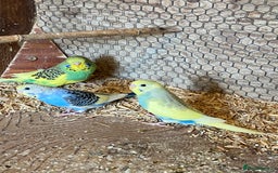Budgerigars birds for sale: Baby budgies - Image 2