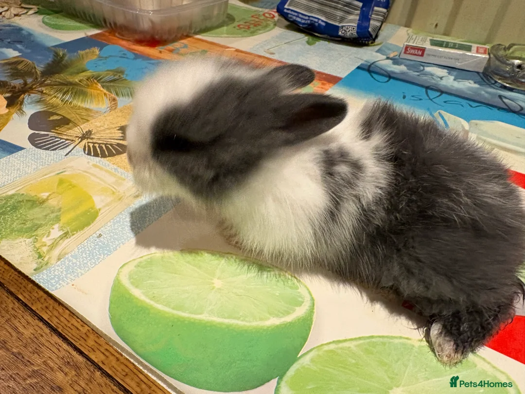 Lionhead rabbits for sale: 4 Lionhead bunnies for sale- mixed  - Advert 17