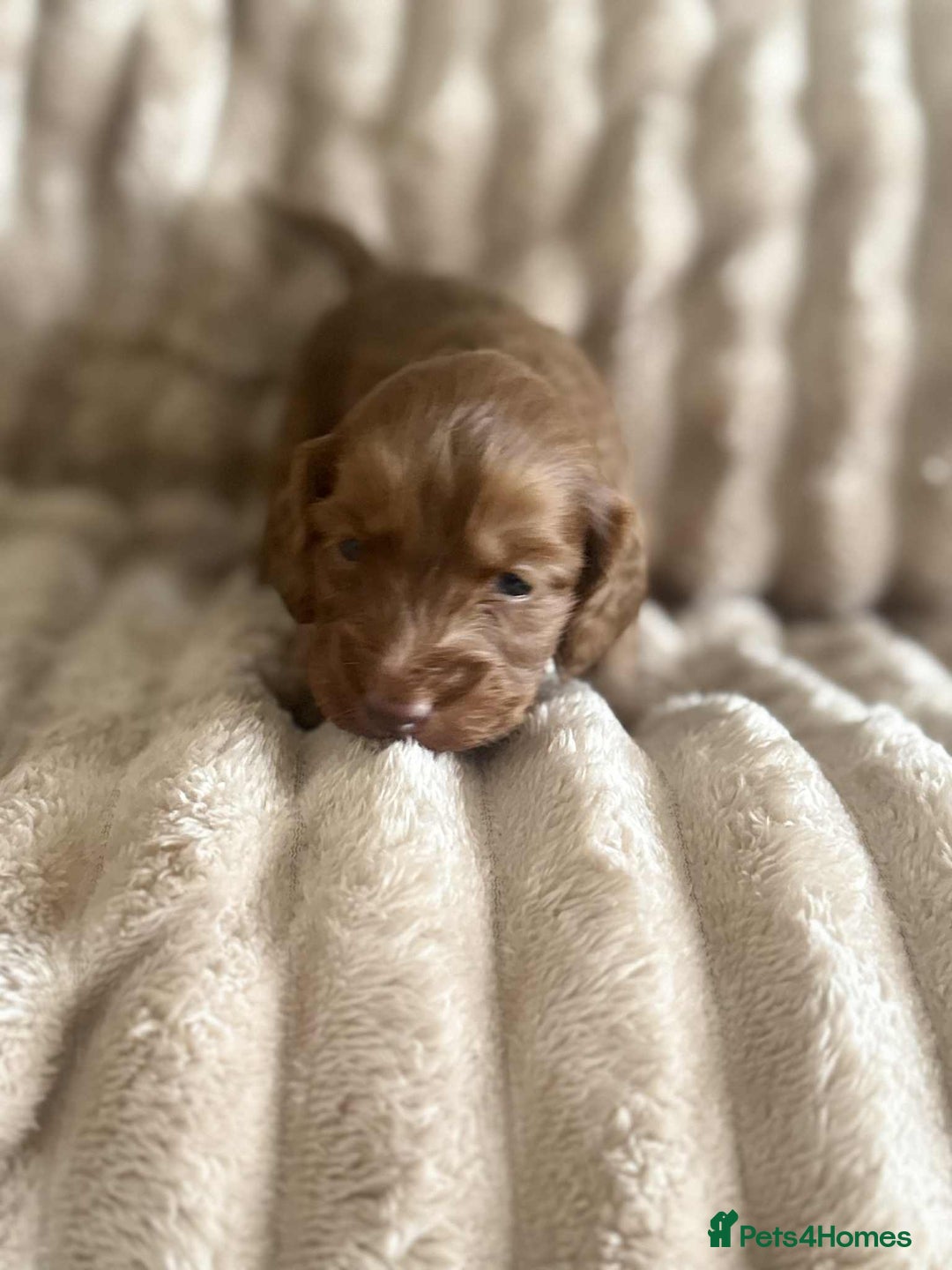 Cockapoo dogs for sale: Cockapoo F1B STUNNING COLOURS 4 available - Advert 28