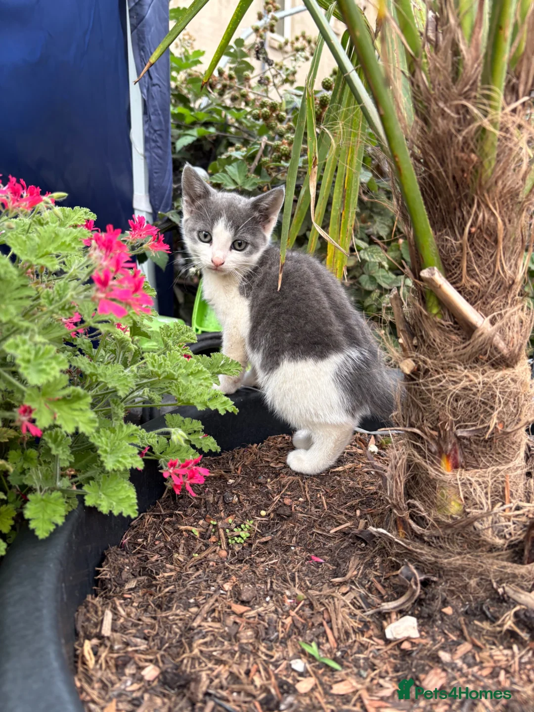 Mixed Breed cats for sale: 3 gorgeous kittens for sale - Advert 1