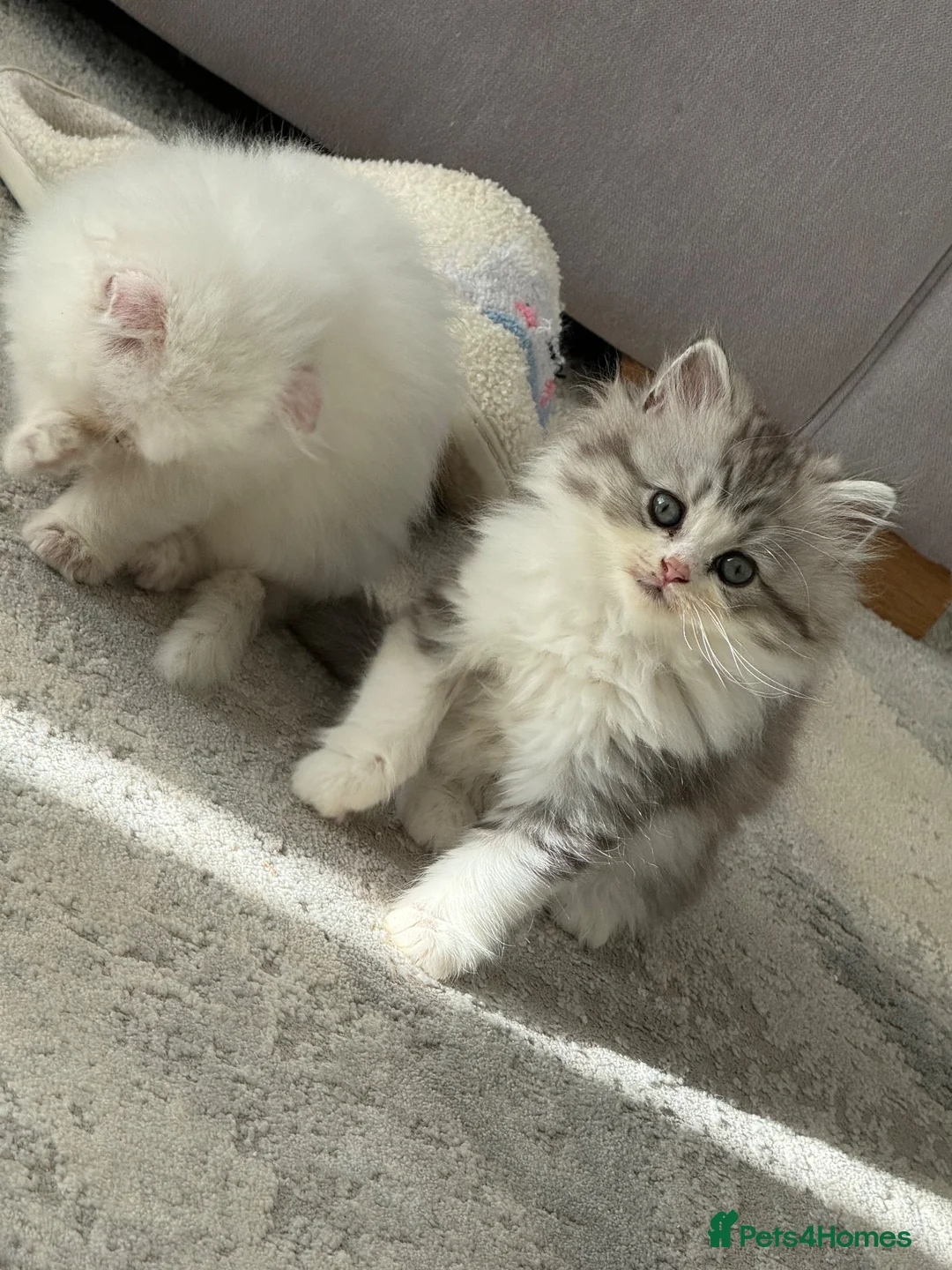 Persian cats for sale: Persian kittens  - Advert 2