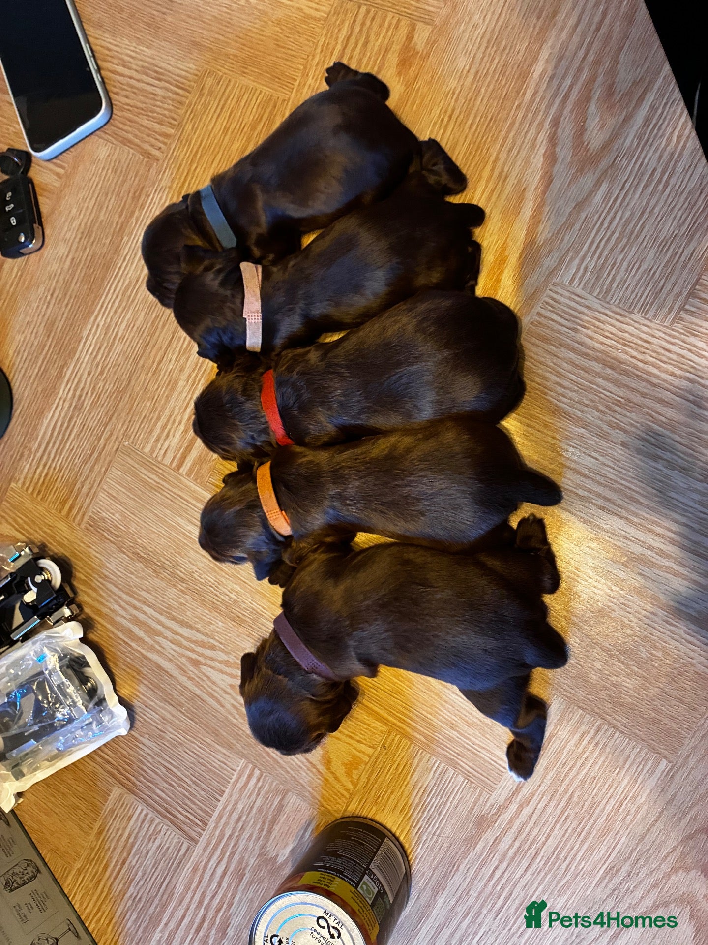 Cocker Spaniel dogs for sale: Well Bred KC Working Cockers - Advert 4